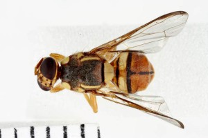 Oriental fruit fly